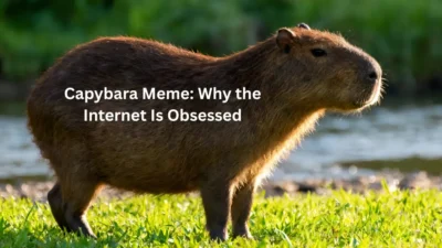 Capybara Meme Why the Internet Is Obsessed