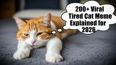 Tired Cat Meme