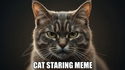 Cat Staring Meme